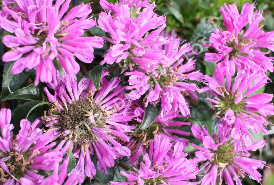 Zavinutka podvojná 'Petite Delight' - Monarda didyma 'Petite Delight'