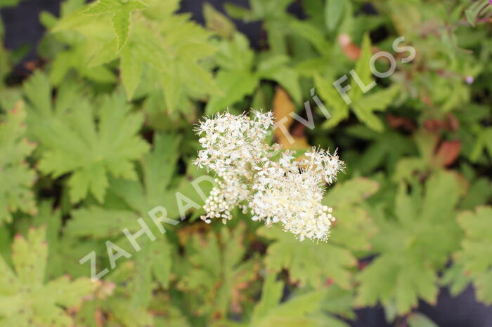 Tužebník 'Venusta Magnifica' - Filipendula rubra 'Venusta Magnifica'