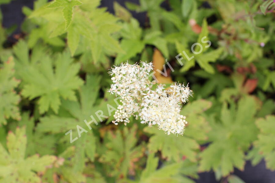 Tužebník 'Venusta Magnifica' - Filipendula rubra 'Venusta Magnifica'