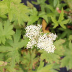 Tužebník 'Venusta Magnifica' - Filipendula rubra 'Venusta Magnifica'