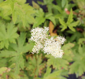 Tužebník 'Venusta Magnifica' - Filipendula rubra 'Venusta Magnifica'