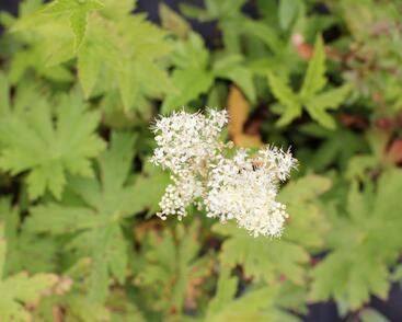 Tužebník 'Venusta Magnifica'