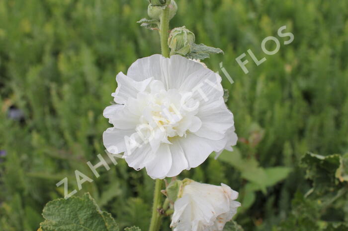 Topolovka růžová 'Chater's White' - Alcea rosea plena 'Chater's White'