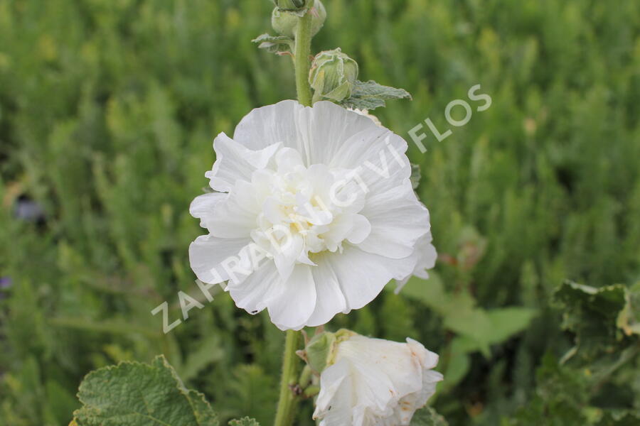 Topolovka růžová 'Chater's White' - Alcea rosea plena 'Chater's White'