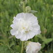 Topolovka růžová 'Chater's White' - Alcea rosea plena 'Chater's White'