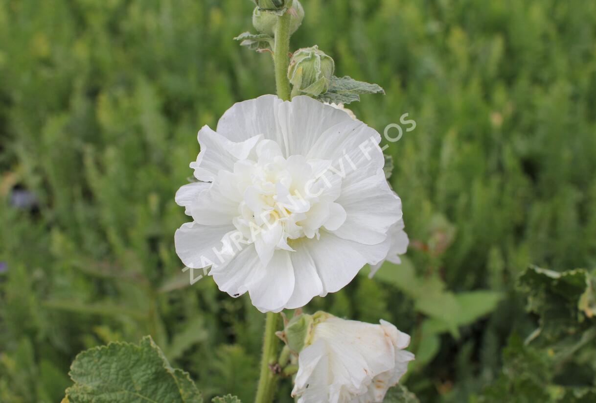 Topolovka růžová 'Chater's White' - Alcea rosea plena 'Chater's White'