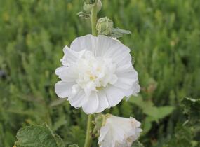 Topolovka růžová 'Chater's White' - Alcea rosea plena 'Chater's White'