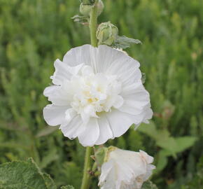 Topolovka růžová 'Chater's White' - Alcea rosea plena 'Chater's White'
