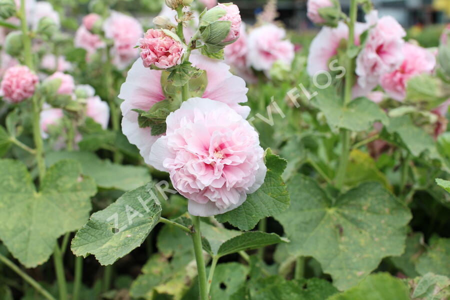 Topolovka růžová 'Chater's Rose' - Alcea rosea plena 'Chater's Rose'