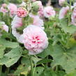 Topolovka růžová 'Chater's Rose' - Alcea rosea plena 'Chater's Rose'