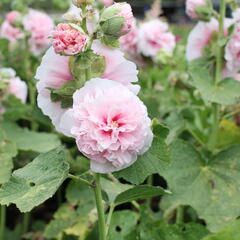 Topolovka růžová 'Chater's Rose' - Alcea rosea plena 'Chater's Rose'