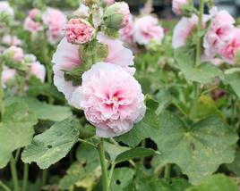 Topolovka růžová 'Chater's Rose'