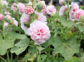 Topolovka růžová 'Chater's Rose' - Alcea rosea plena 'Chater's Rose'