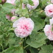 Topolovka růžová 'Chater's Rose' - Alcea rosea plena 'Chater's Rose'