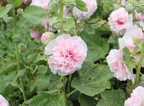 Topolovka růžová 'Chater's Rose' - Alcea rosea plena 'Chater's Rose'
