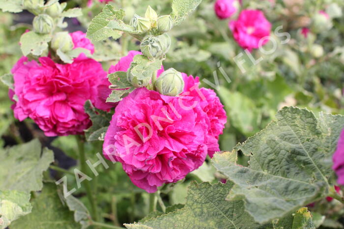 Topolovka růžová 'Chater's Violet' - Alcea rosea plena 'Chater's Violet'