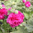 Topolovka růžová 'Chater's Violet' - Alcea rosea plena 'Chater's Violet'