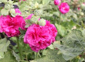 Topolovka růžová 'Chater's Violet' - Alcea rosea plena 'Chater's Violet'