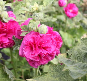 Topolovka růžová 'Chater's Violet' - Alcea rosea plena 'Chater's Violet'