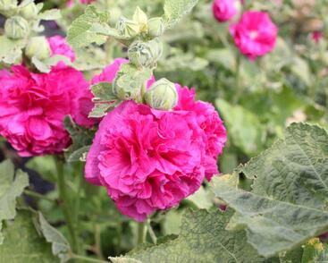 Topolovka růžová 'Chater's Violet'