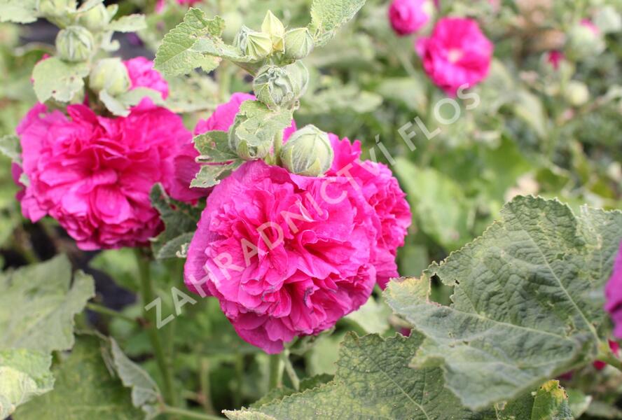 Topolovka růžová 'Chater's Violet' - Alcea rosea plena 'Chater's Violet'