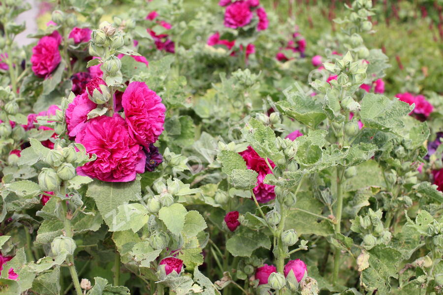 Topolovka růžová 'Chater's Violet' - Alcea rosea plena 'Chater's Violet'