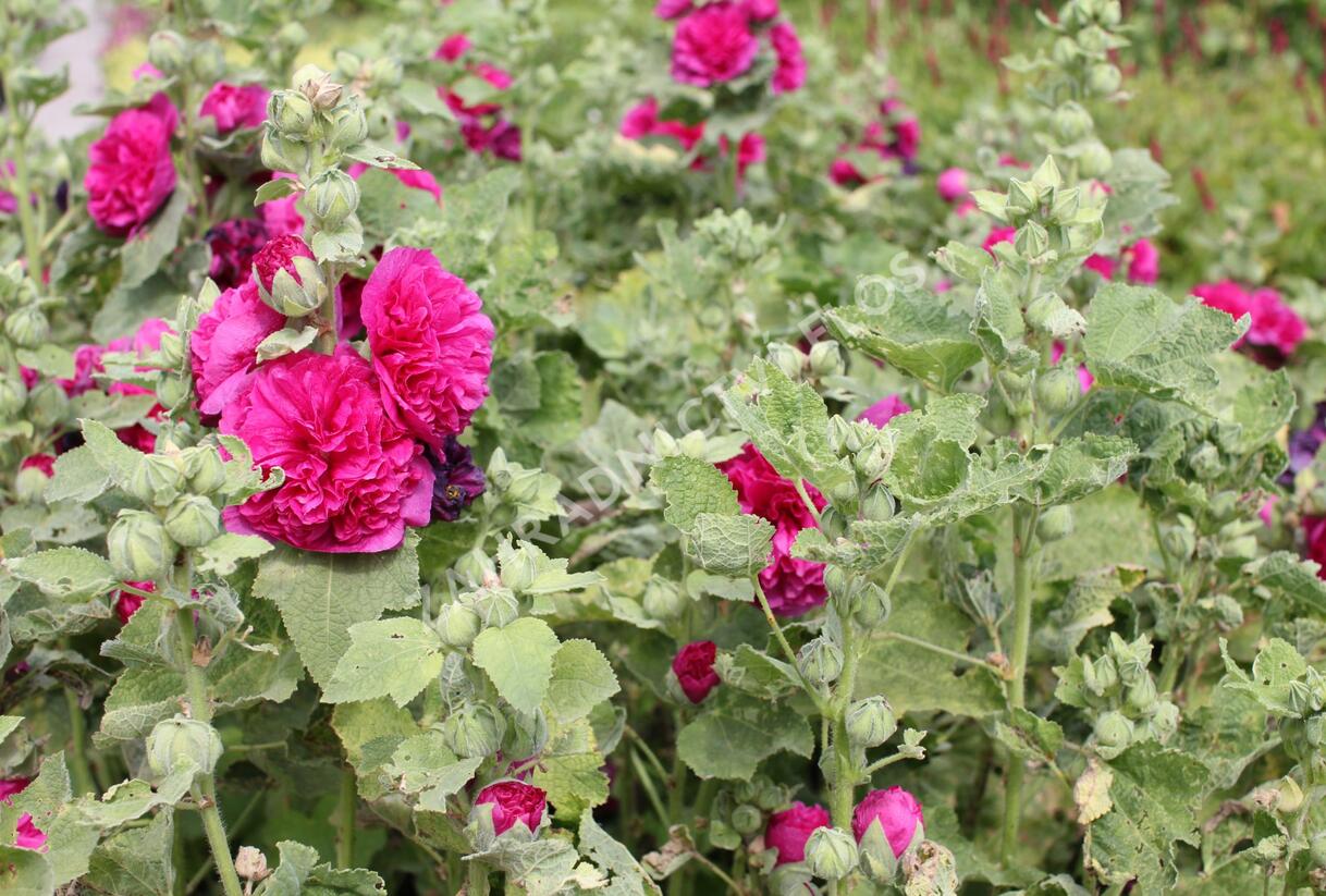 Topolovka růžová 'Chater's Violet' - Alcea rosea plena 'Chater's Violet'