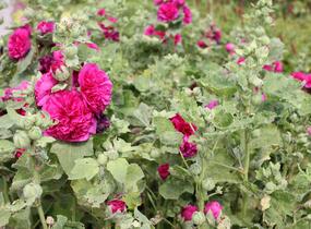 Topolovka růžová 'Chater's Violet' - Alcea rosea plena 'Chater's Violet'