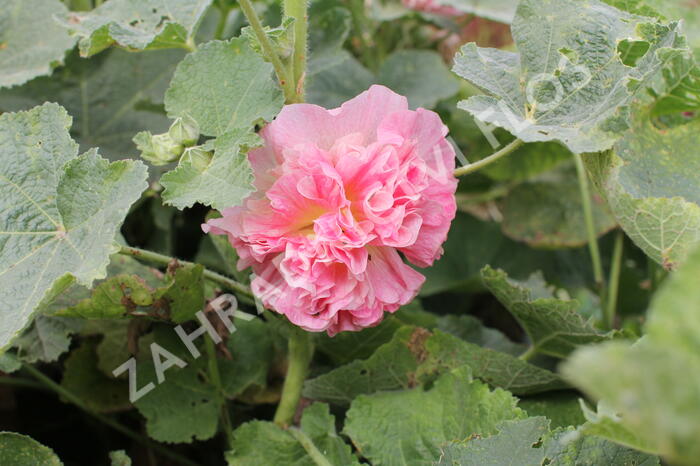Topolovka růžová 'Chater's Apricot' - Alcea rosea plena 'Chater's Apricot'
