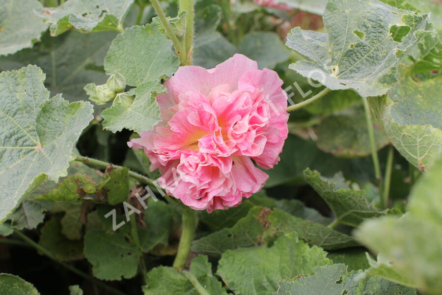 Topolovka růžová 'Chater's Apricot' - Alcea rosea plena 'Chater's Apricot'