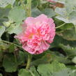 Topolovka růžová 'Chater's Apricot' - Alcea rosea plena 'Chater's Apricot'