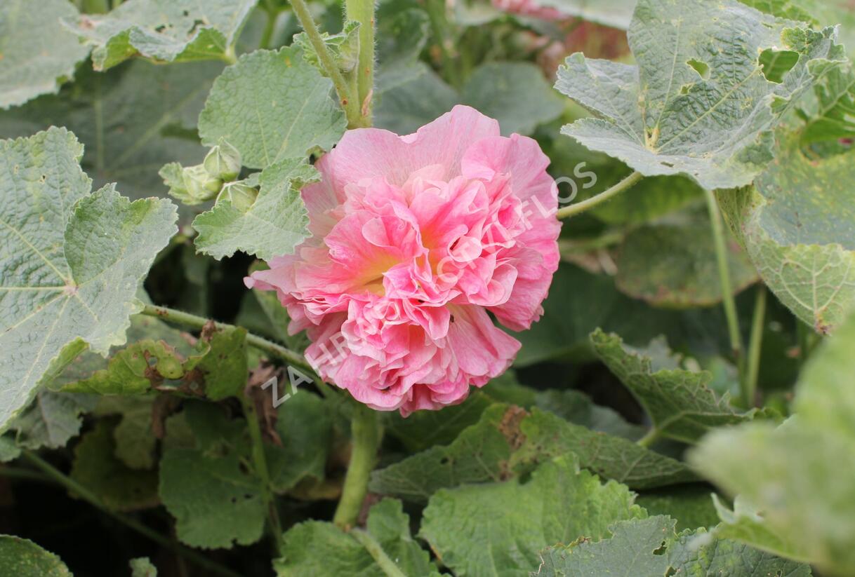 Topolovka růžová 'Chater's Apricot' - Alcea rosea plena 'Chater's Apricot'