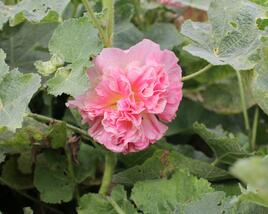 Topolovka růžová 'Chater's Apricot'