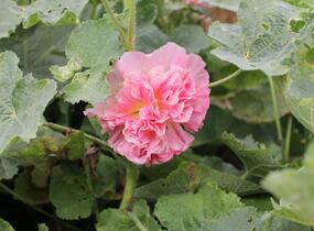 Topolovka růžová 'Chater's Apricot' - Alcea rosea plena 'Chater's Apricot'