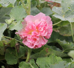 Topolovka růžová 'Chater's Apricot' - Alcea rosea plena 'Chater's Apricot'