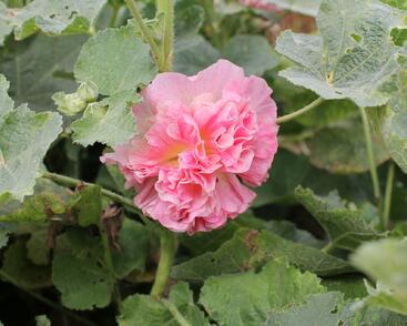 Topolovka růžová 'Chater's Apricot'