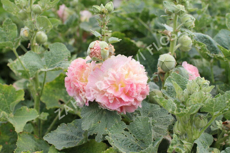 Topolovka růžová 'Chater's Apricot' - Alcea rosea plena 'Chater's Apricot'