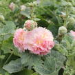 Topolovka růžová 'Chater's Apricot' - Alcea rosea plena 'Chater's Apricot'