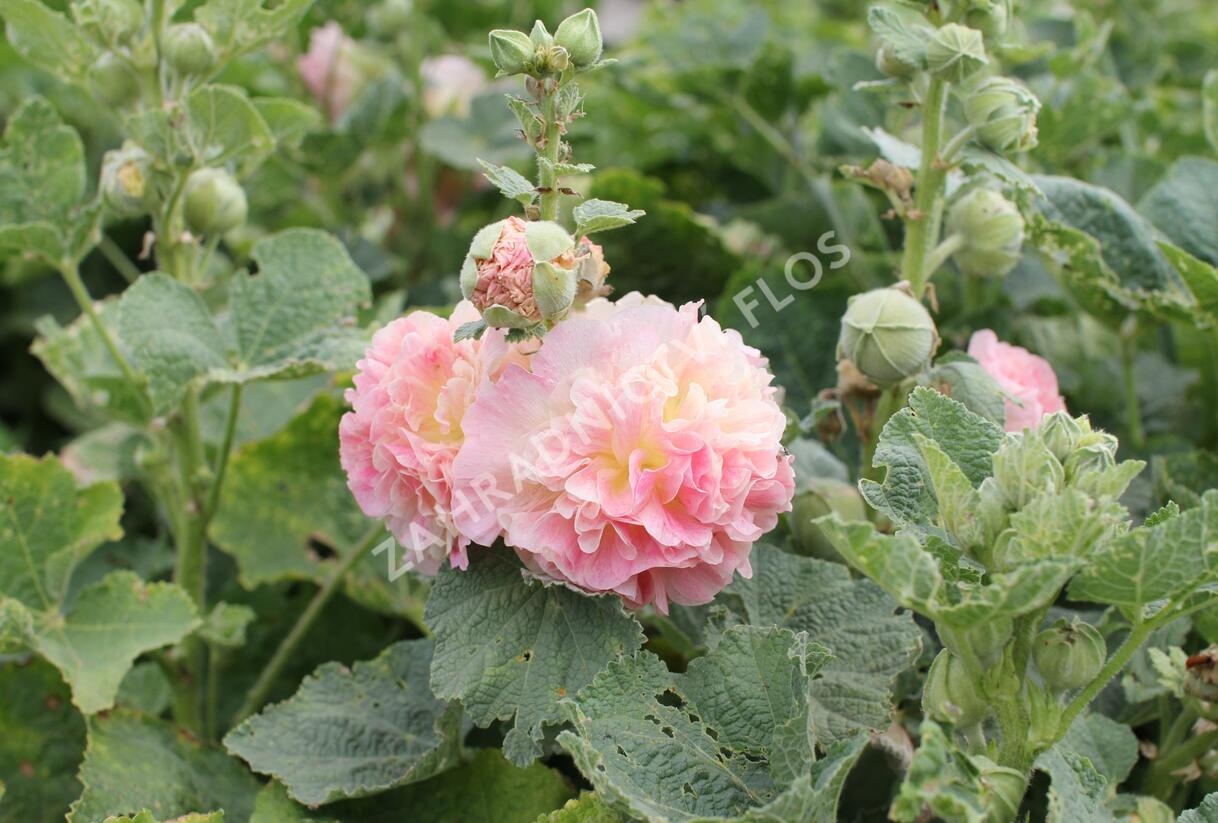 Topolovka růžová 'Chater's Apricot' - Alcea rosea plena 'Chater's Apricot'