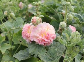 Topolovka růžová 'Chater's Apricot' - Alcea rosea plena 'Chater's Apricot'