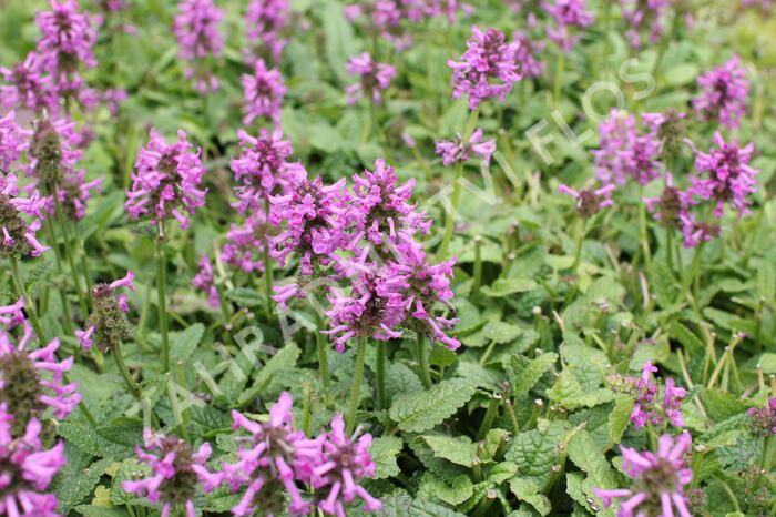 Čistec, bukvice lékařská 'Ukkie' - Stachys (Betonica) officinalis 'Ukkie'