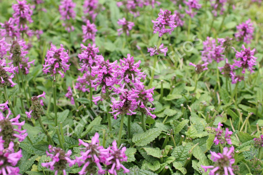 Čistec, bukvice lékařská 'Ukkie' - Stachys (Betonica) officinalis 'Ukkie'