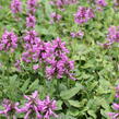 Čistec, bukvice lékařská 'Ukkie' - Stachys (Betonica) officinalis 'Ukkie'