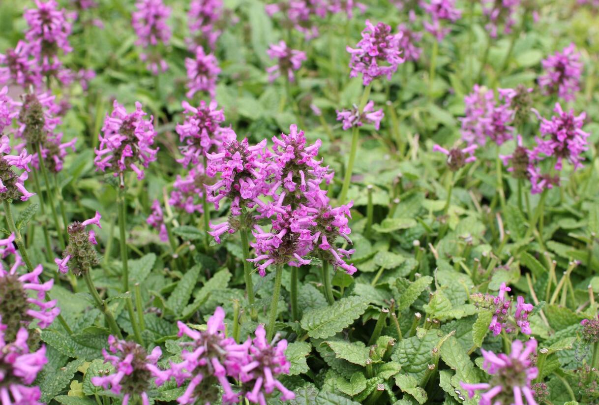 Čistec, bukvice lékařská 'Ukkie' - Stachys (Betonica) officinalis 'Ukkie'