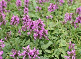 Čistec, bukvice lékařská 'Ukkie' - Stachys (Betonica) officinalis 'Ukkie'