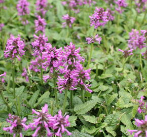 Čistec (bukvice) lékařská 'Ukkie' - Stachys officinalis 'Ukkie'