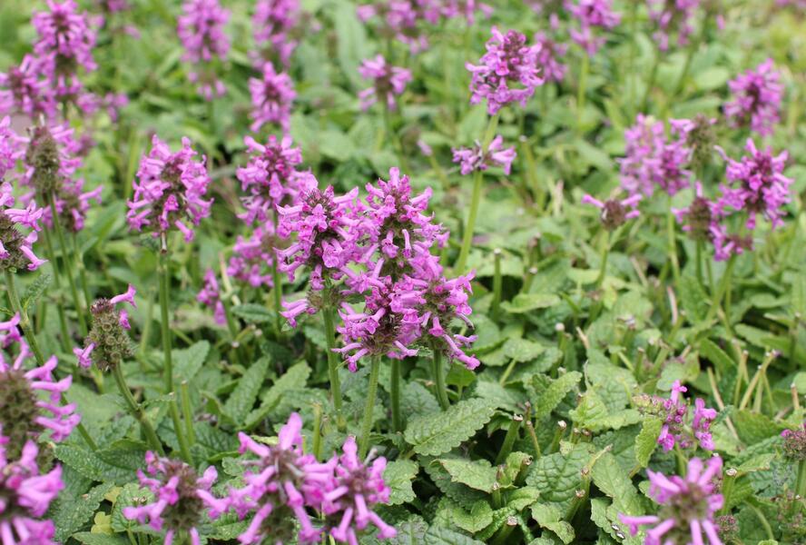 Čistec, bukvice lékařská 'Ukkie' - Stachys (Betonica) officinalis 'Ukkie'