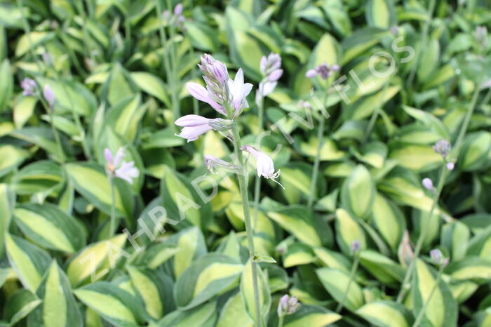Bohyška 'Gypsy Rose' - Hosta 'Gypsy Rose'