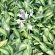 Bohyška 'Gypsy Rose' - Hosta 'Gypsy Rose'