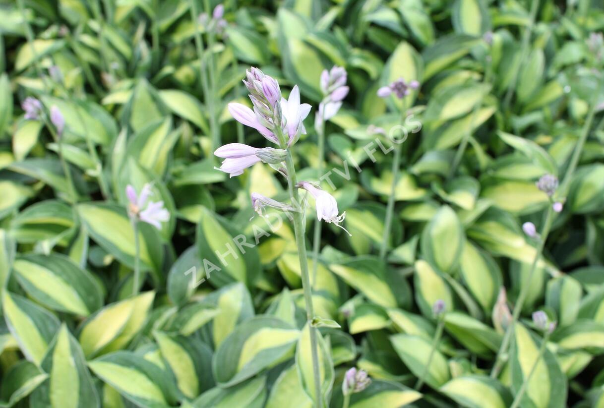 Bohyška 'Gypsy Rose' - Hosta 'Gypsy Rose'